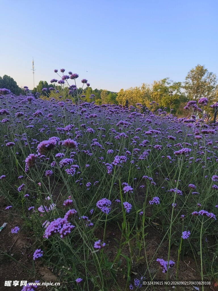 紫色马鞭草花海