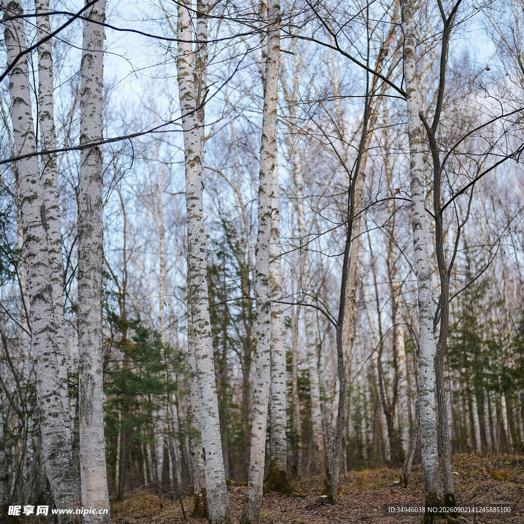 冬日白桦林景观