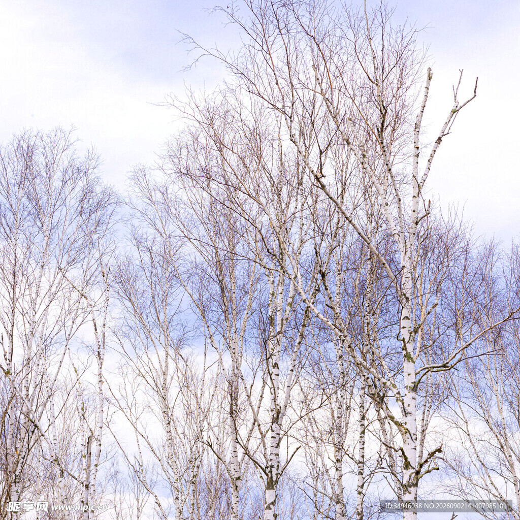 冬日雪覆树林美景