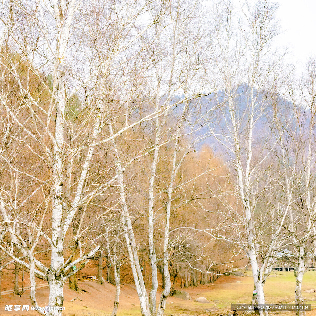 秋日白桦林风景