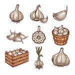 大蒜插画素材