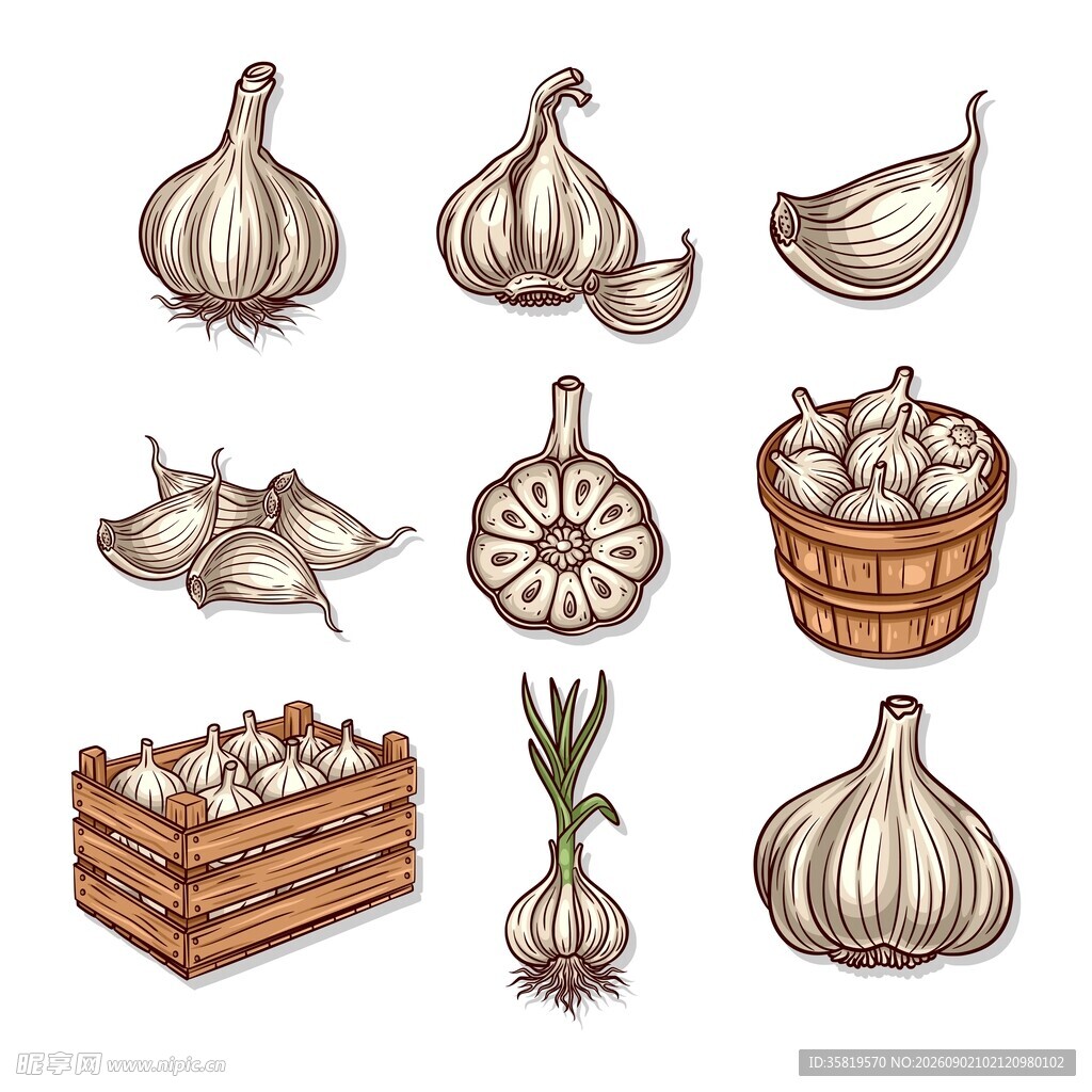 大蒜插画素材