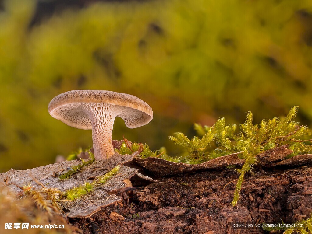 树干上的蘑菇与翠绿苔藓