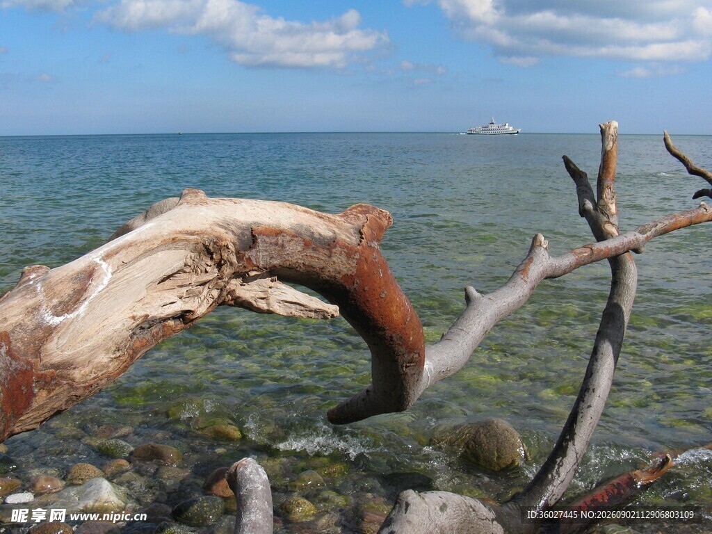 海边枯木邂逅自然之美