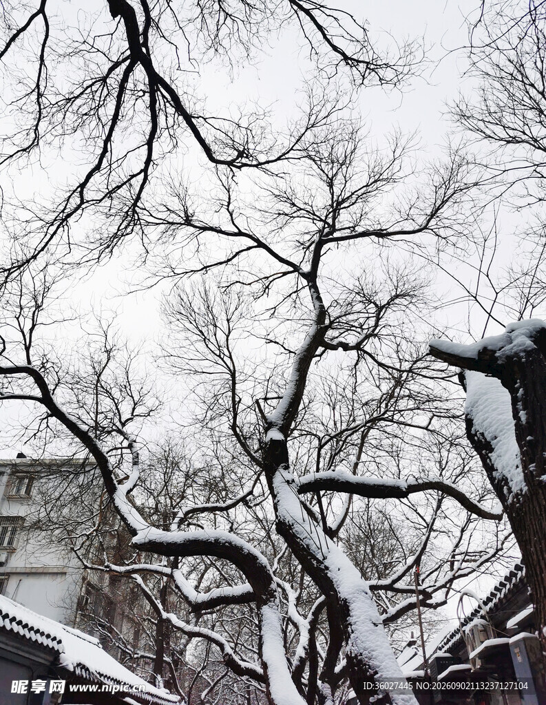 雪覆树枝冬日景致