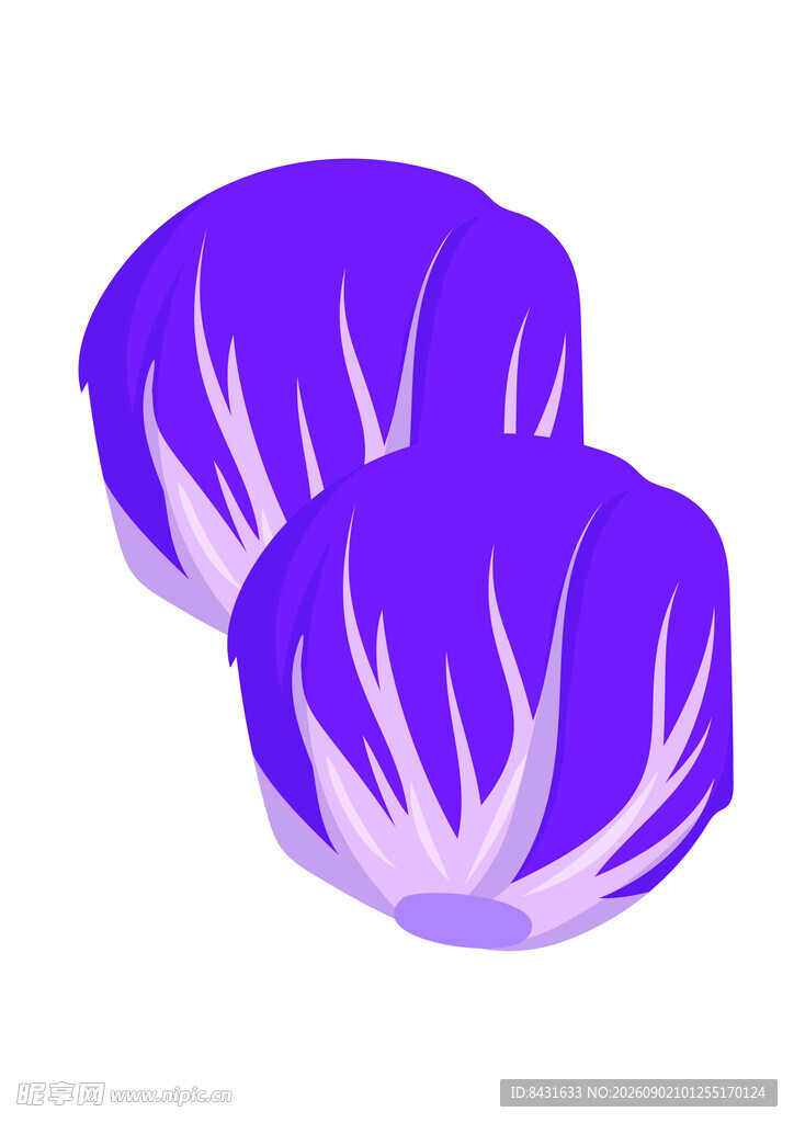 紫色卷心菜插画