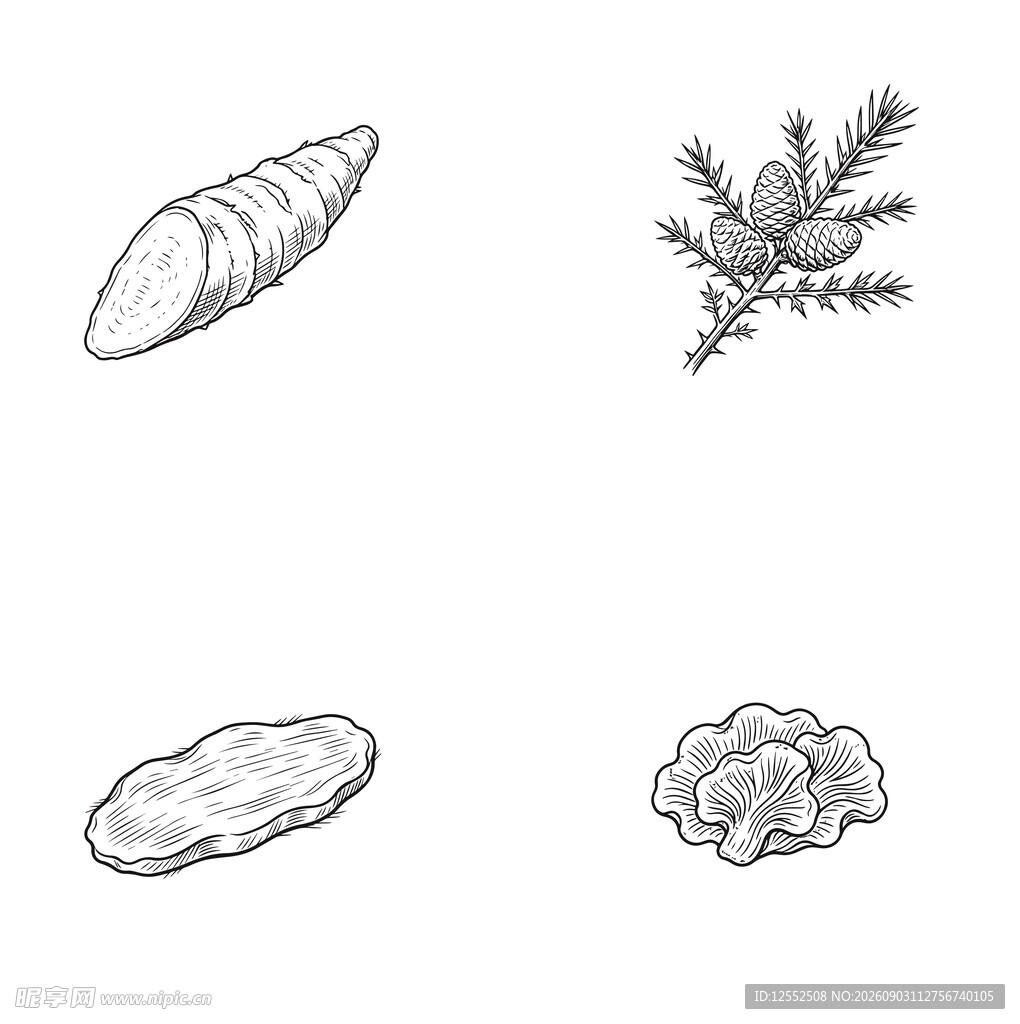 四种植物形态简笔画