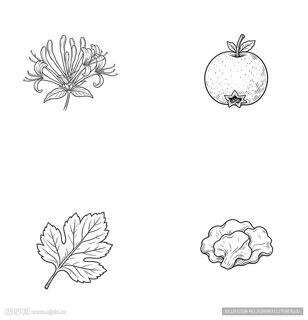 植物手绘图案集合
