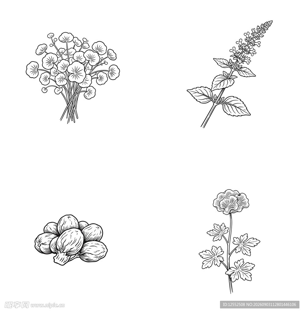手绘草本植物插画
