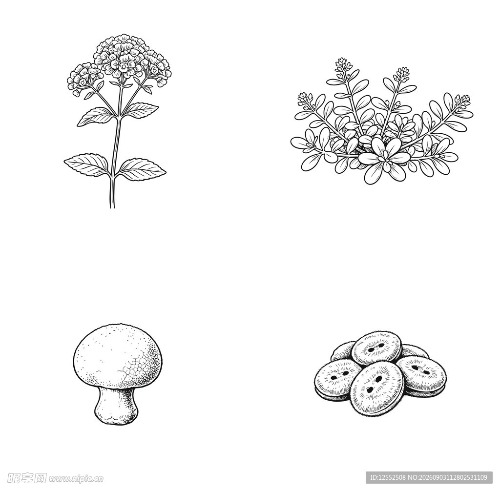 植物与菌类黑白插画