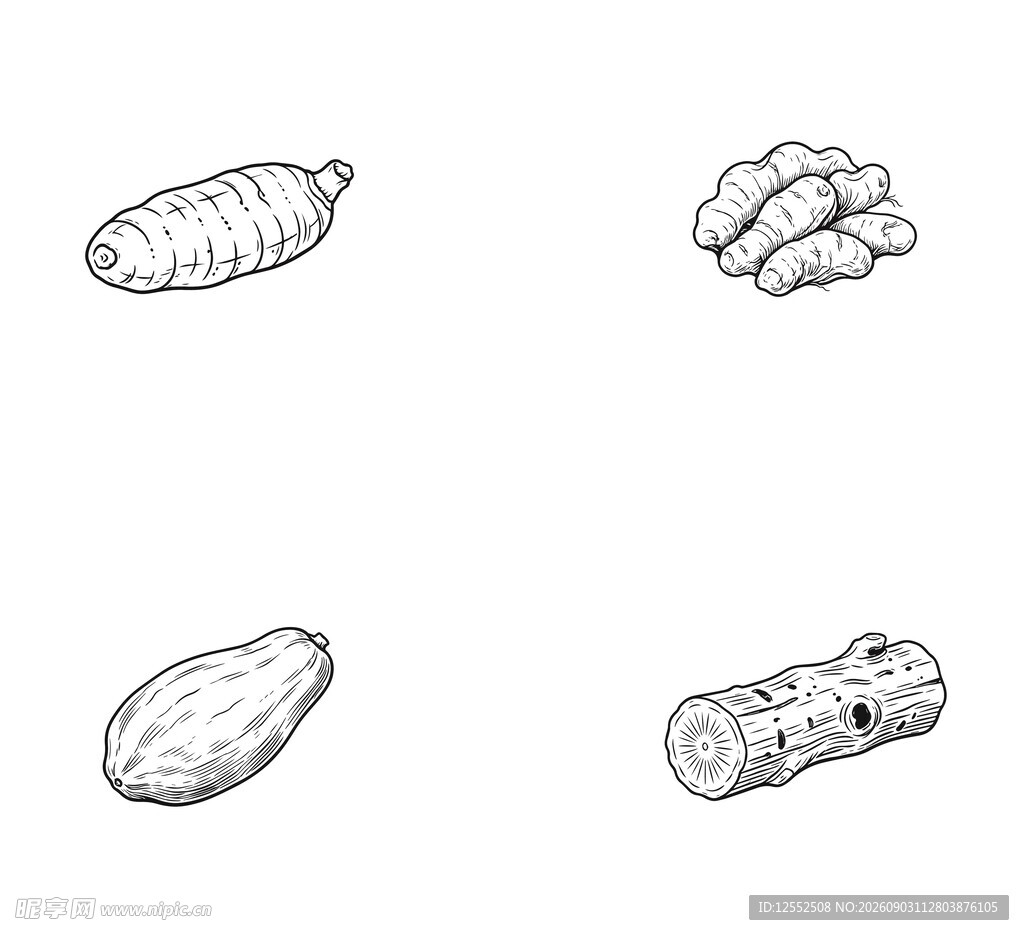 根茎类食材素描图