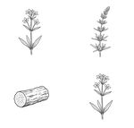 植物与木材手绘素材