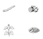 四种植物形态简笔画