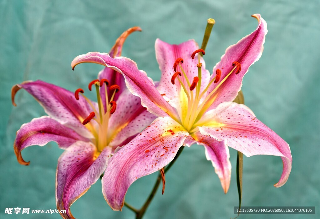娇艳粉色百合花绽放
