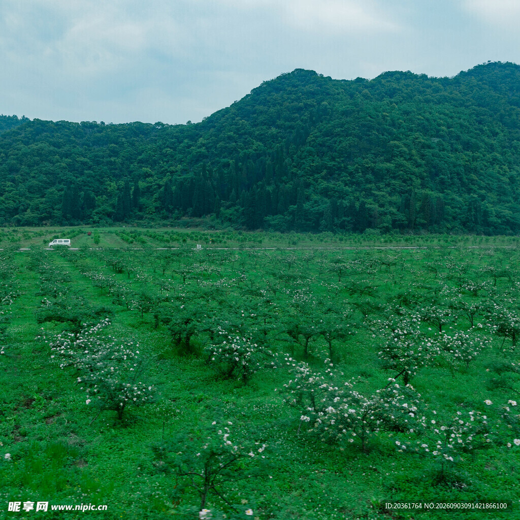 绿野山间的繁茂植物景观