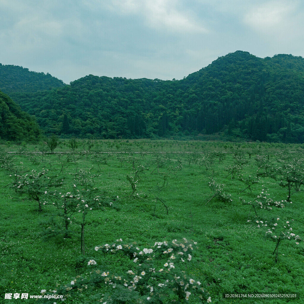 绿野果林