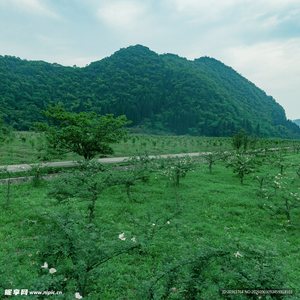 绿野青山间的田园风光