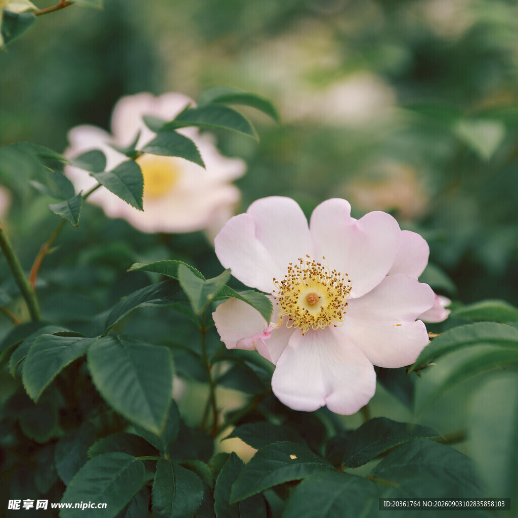 粉色蔷薇绽放于绿叶间