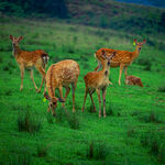 草原上的鹿群