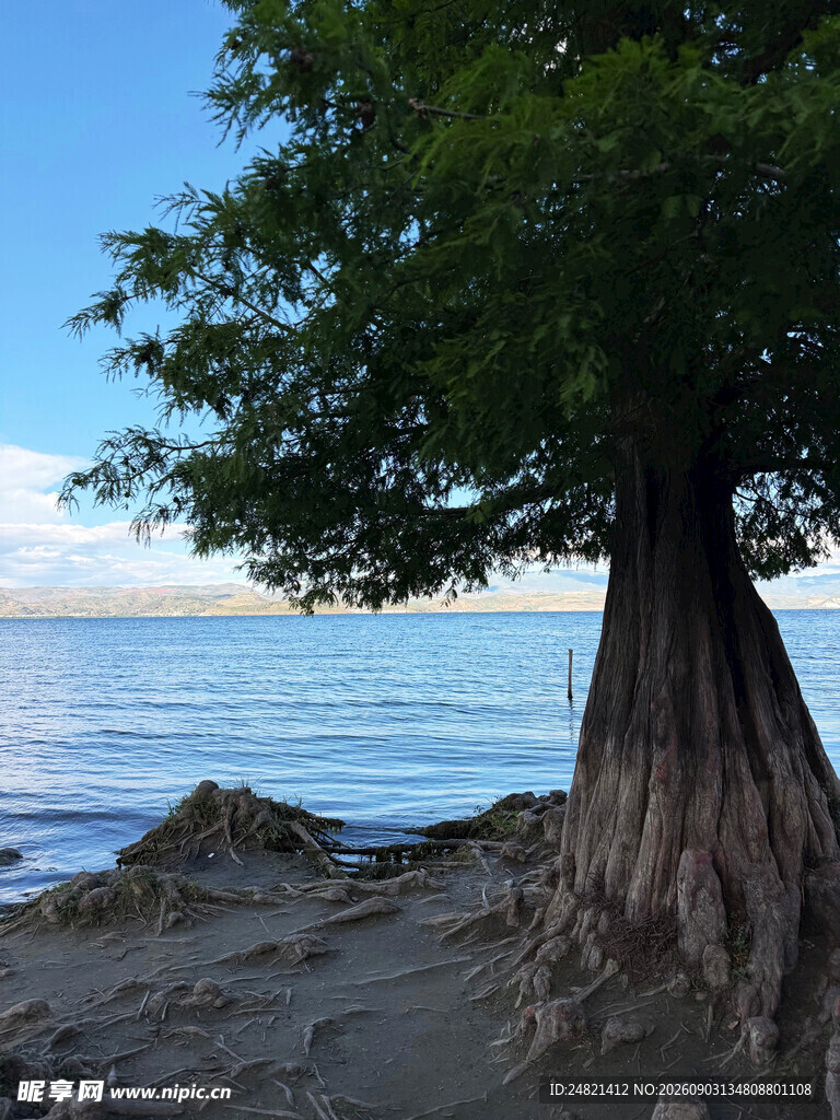 湖边大树