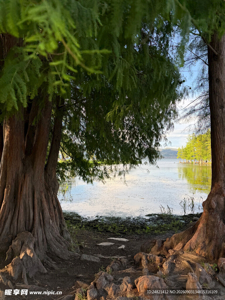 湖畔古树风景