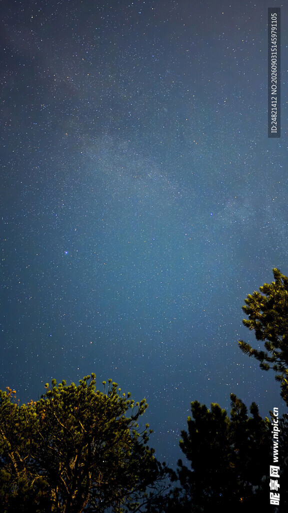 夜幕下的树梢与幽蓝天际