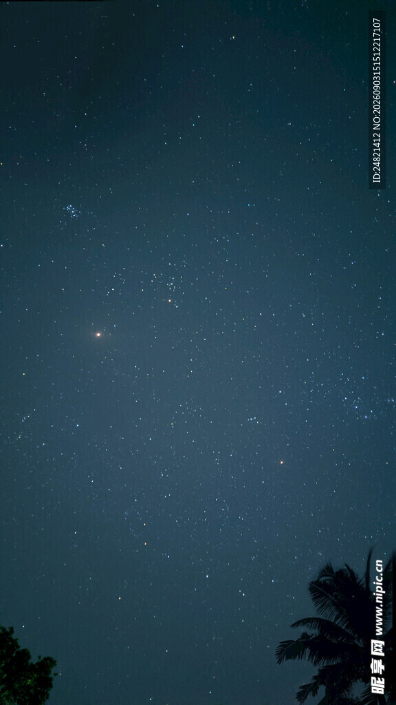 夜空繁星与树梢剪影