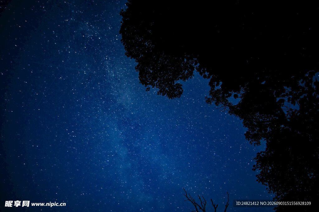 夜空下的树影与璀璨繁星
