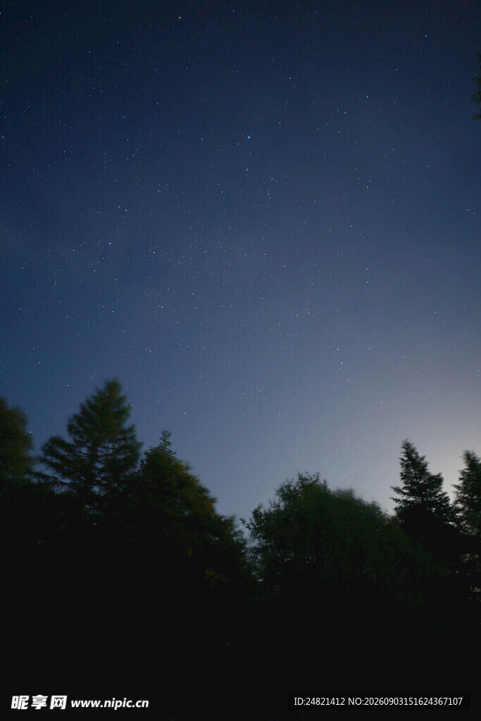 夜幕下的树林剪影