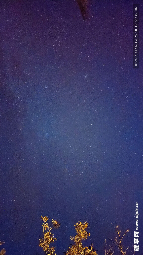 夜空下的金黄树木