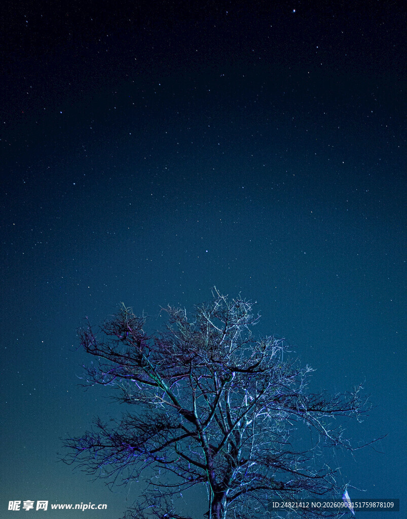 夜空下的孤独树木