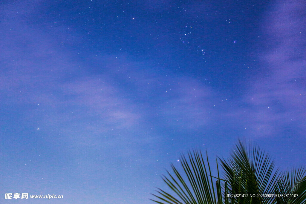夜空下的棕榈树