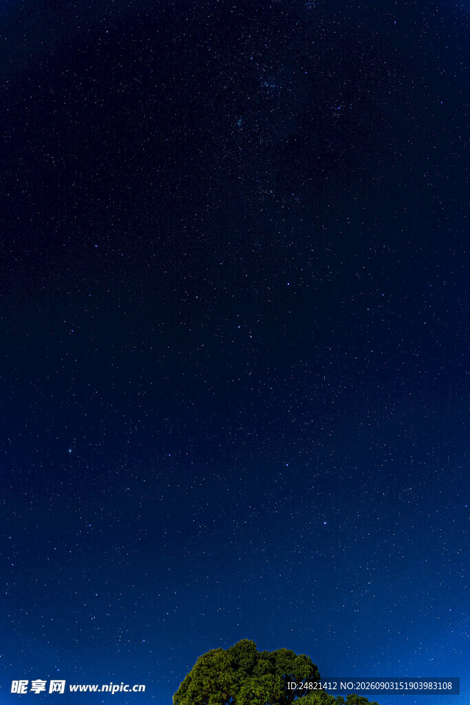 夜空下的树梢