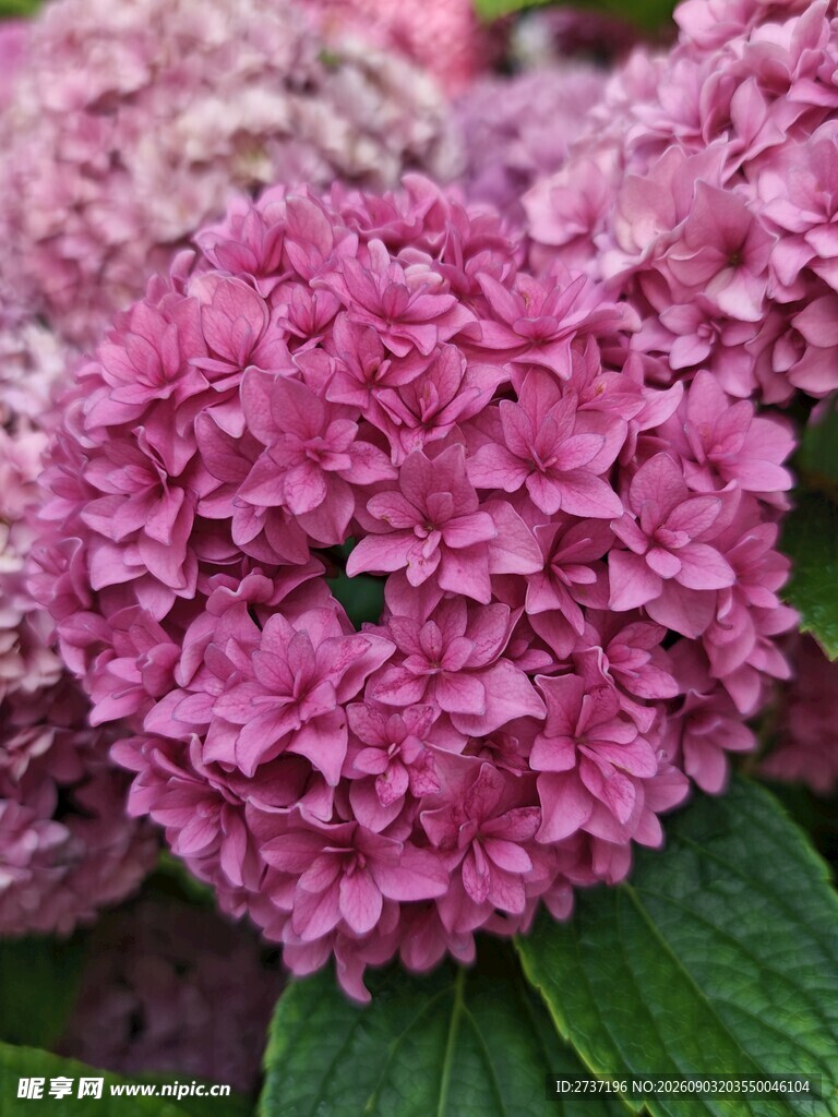 绣球花