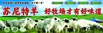 苏尼特羊牧场好味道