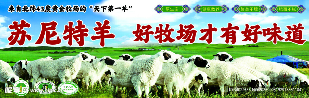 苏尼特羊牧场好味道