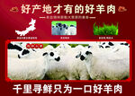 苏尼特羊羊肉