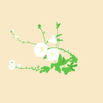 白色小花枝插画