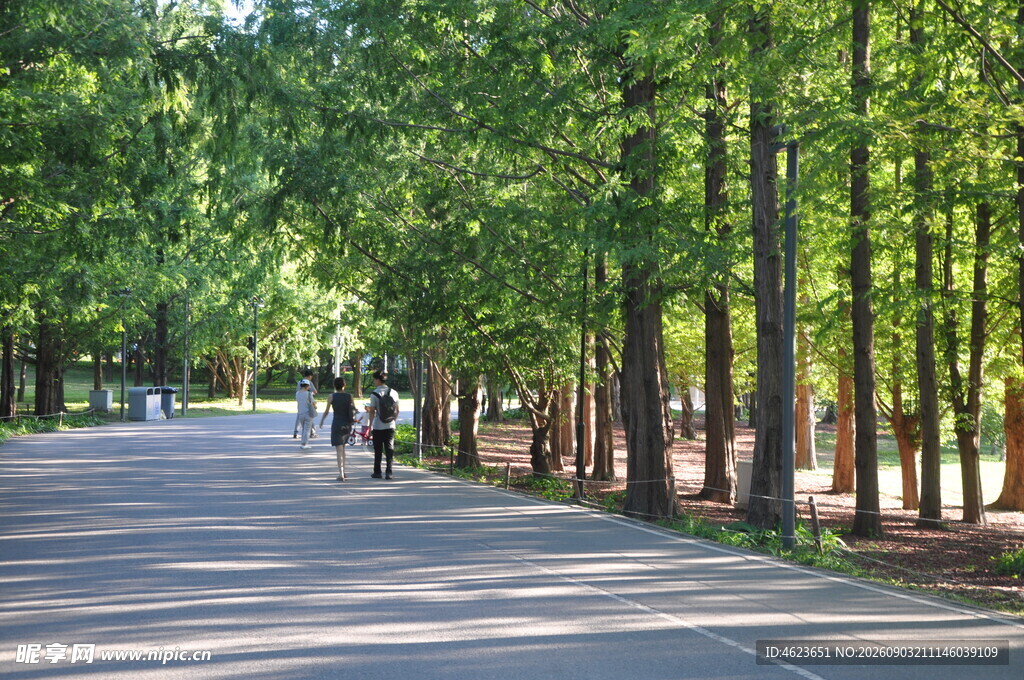 北京朝阳公园水杉林