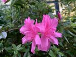 粉色杜鹃花