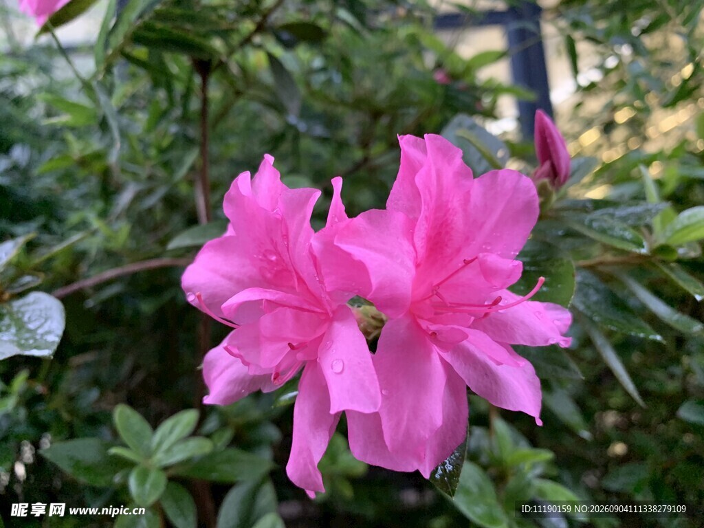 粉色杜鹃花