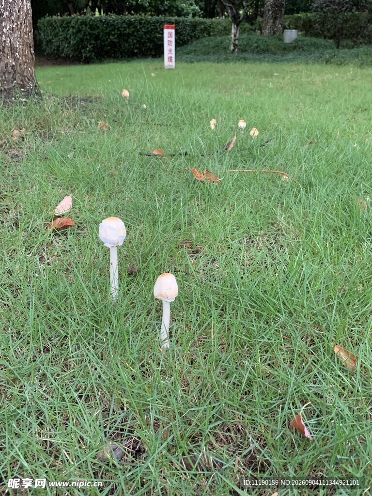 白蘑菇簇簇