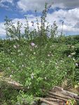 一棵木槿花