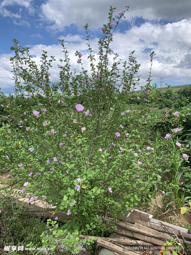 一棵木槿花