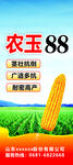 农玉88玉米种子宣传图