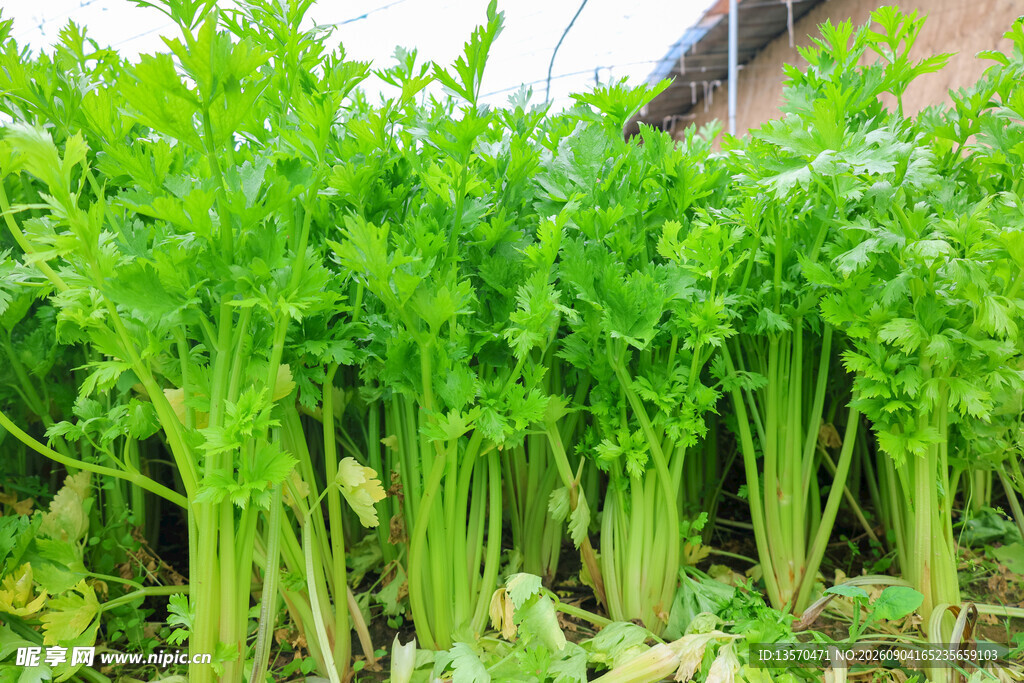 翠绿芹菜生机勃勃