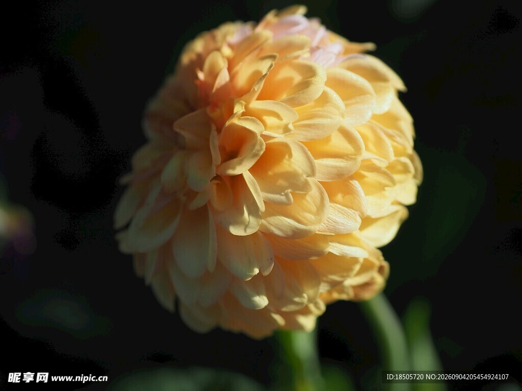 黄色重瓣花特写