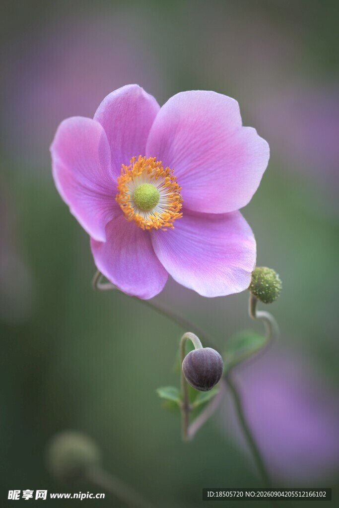 娇艳紫色花朵特写