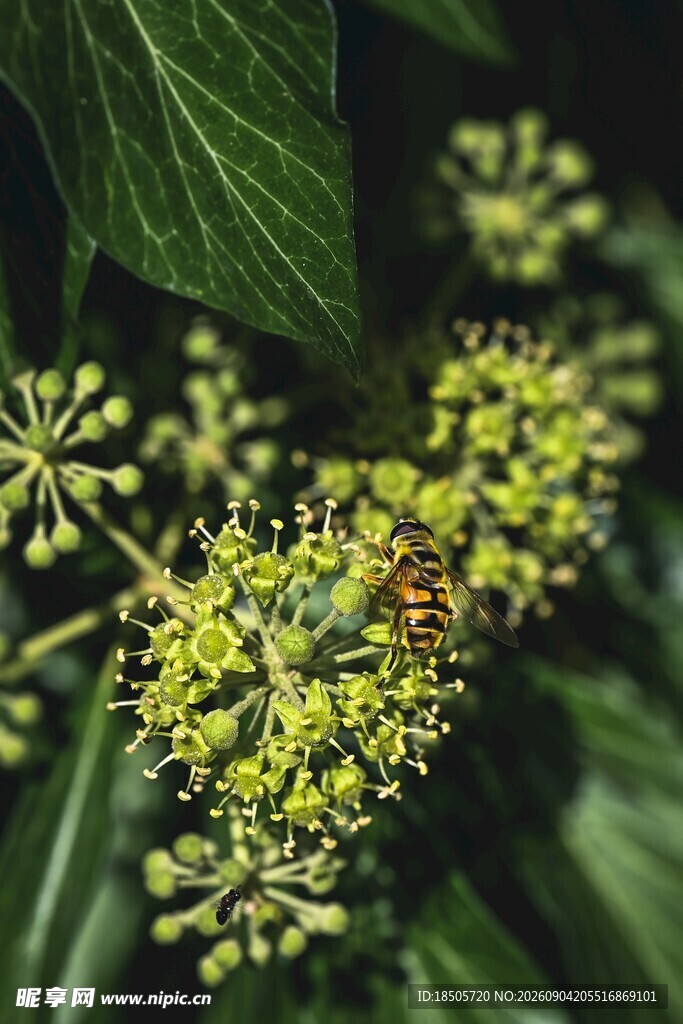 绿叶间的黄色小花与昆虫