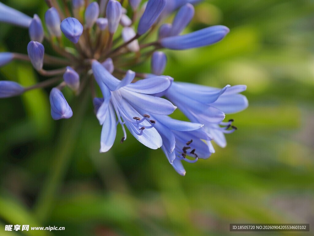 蓝紫色百子莲特写